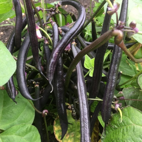 French Bean Purple Teepee